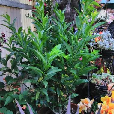 Cestrum nocturnum