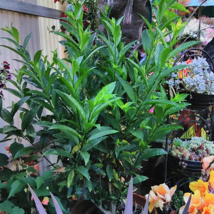plant image 511960