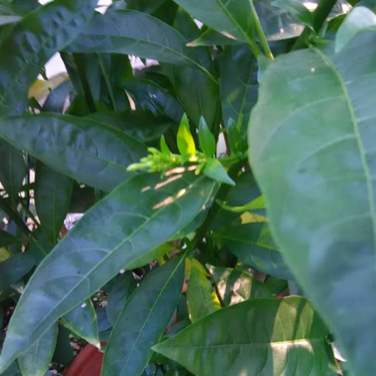 plant image 511964