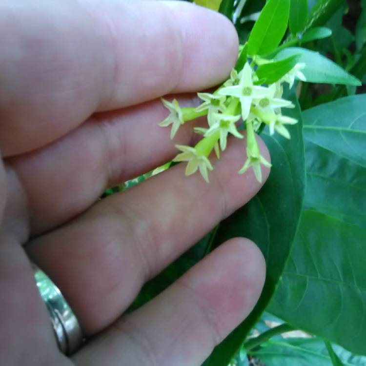 plant image 517269