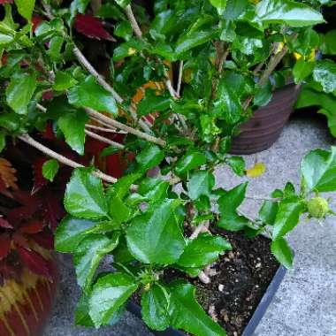 Hibiscus rosa-sinensis