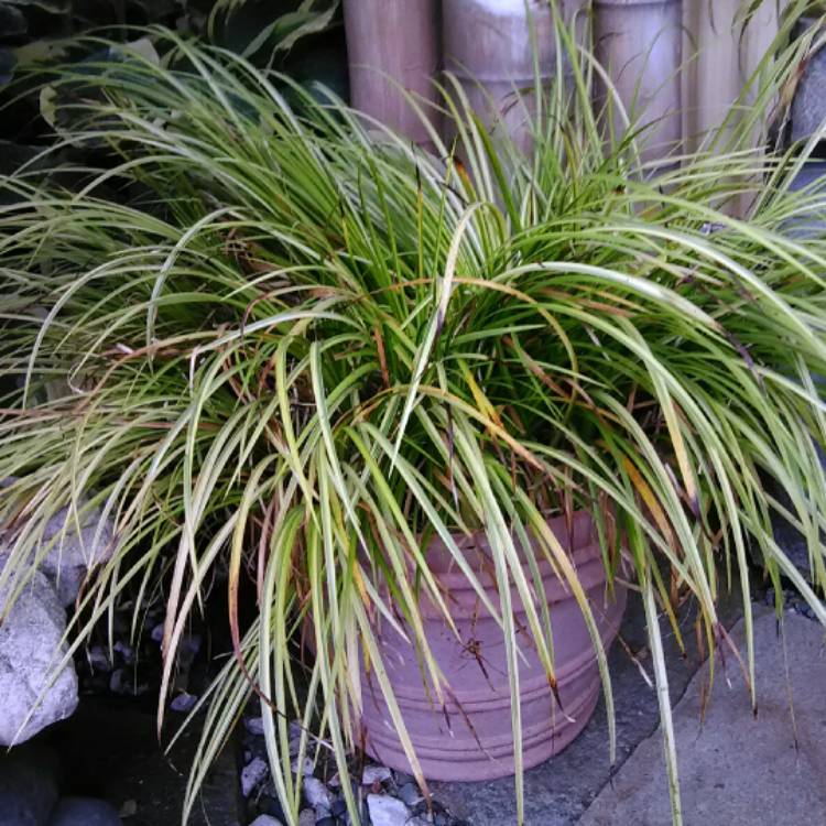 Plant image Carex oshimensis 'Everest'