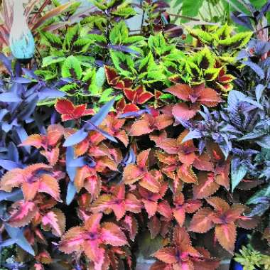 Solenostemon scutellarioides  syn. Plectranthus scutellarioides, Coleus scutellarioides, Coleus blumei