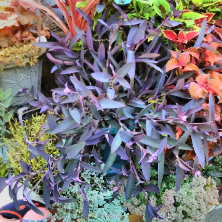 Plant image Tradescantia pallida