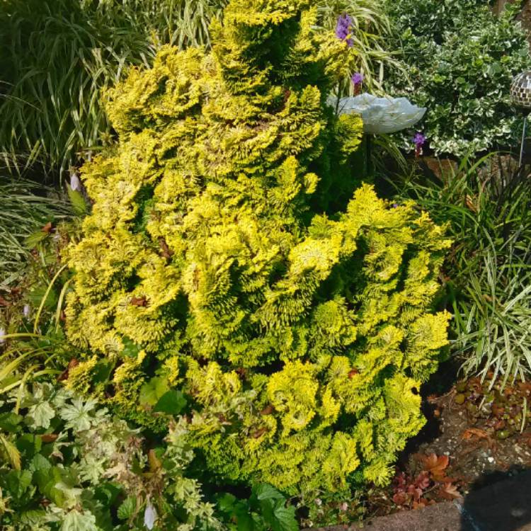 plant image 526861