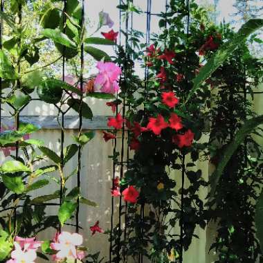 Mandevilla 'Sunmandecos' syn. Mandevilla 'Sun Parasol Giant Pink', Mandevilla 'Sundaville Cosmos Pink'