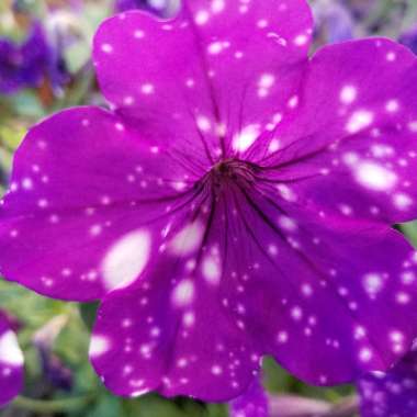 Petunia 'Kleph15313' syn. Petunia 'Night Sky', Petunia 'Headliner Night Sky'