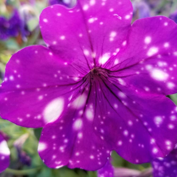 plant image 535773