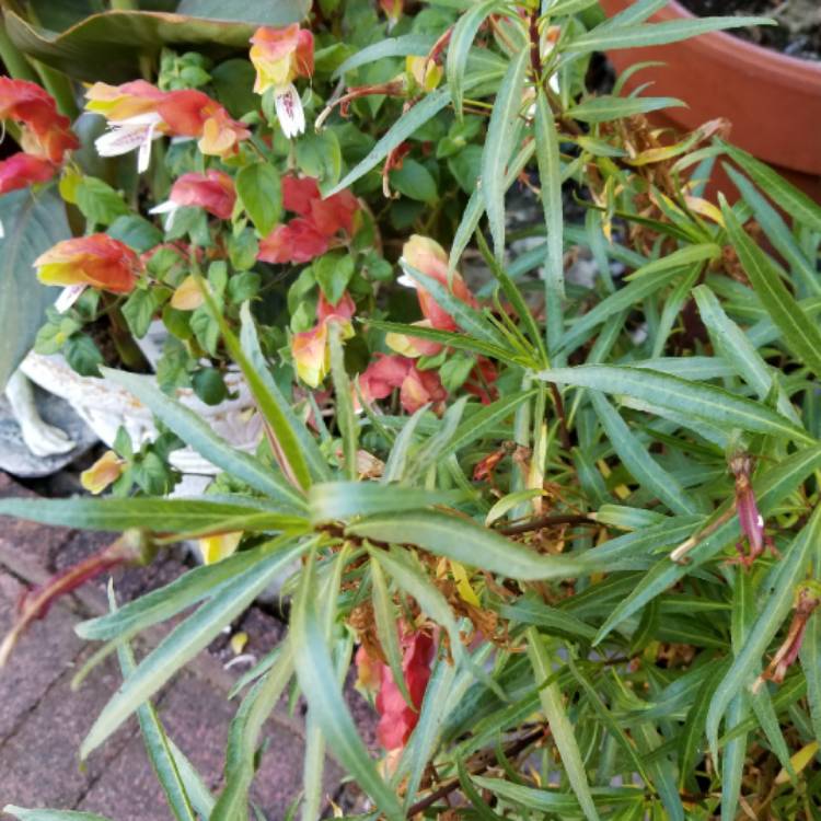 plant image 541931 plant image 541931