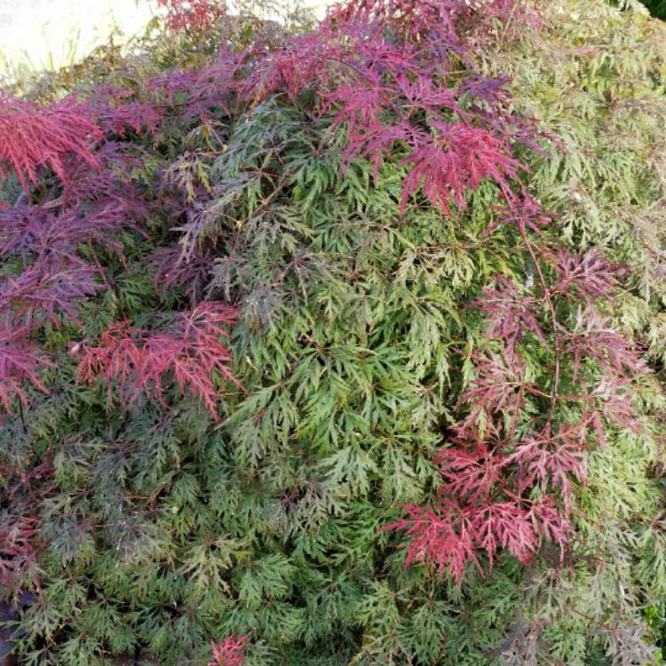 plant image 543409 plant image 543409