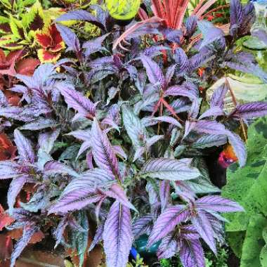 Strobilanthes dyeriana 'Persian Shield'