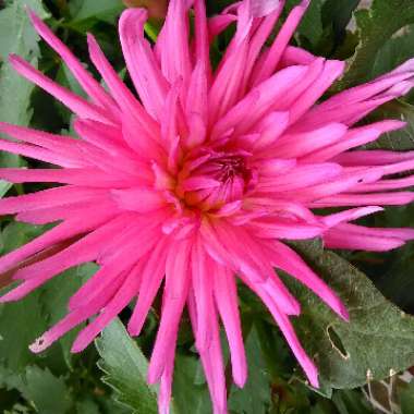 Dahlia