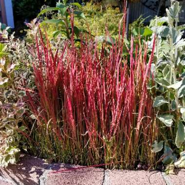 Imperata cylindrica 'Rubra'