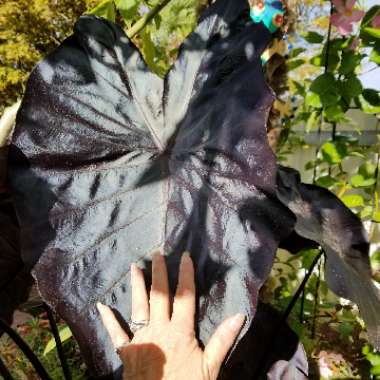 Colocasia esculenta  syn. Colocasia antiquorum