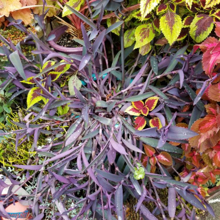 plant image 562696 plant image 562696