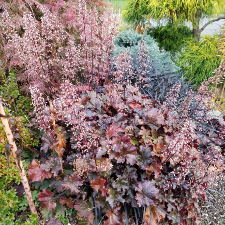 plant image 569374 plant image 569374