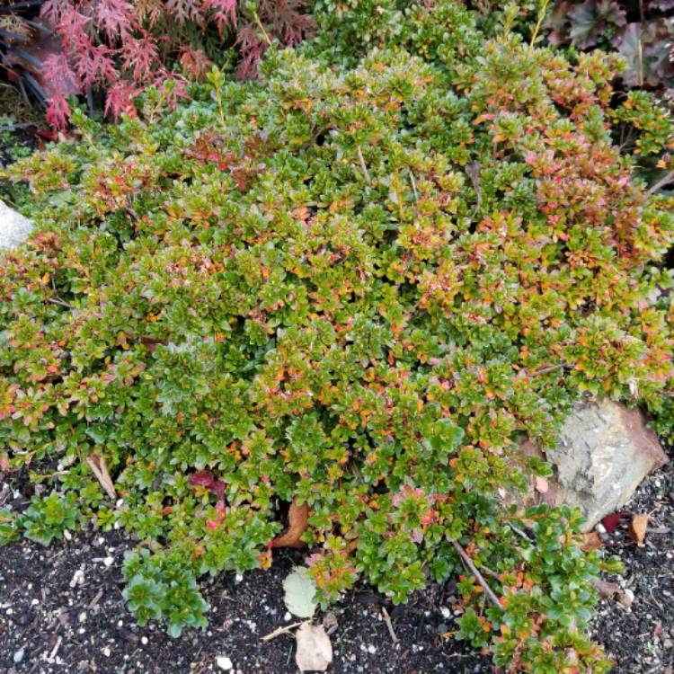 plant image 569463 plant image 569463