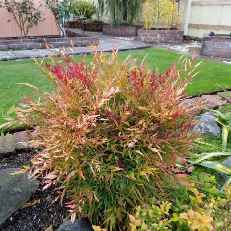 plant image 570342 plant image 570342