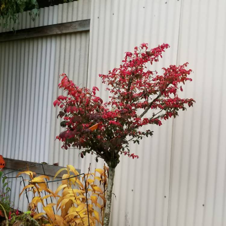 plant image 570749