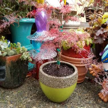 Acer Palmatum 'Red Feather'