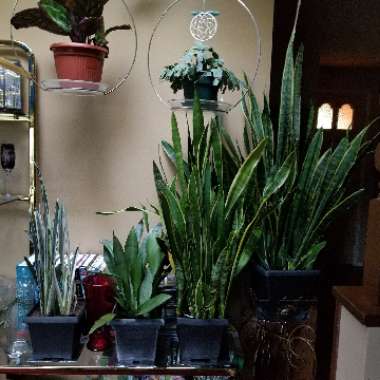 Sansevieria trifasciata 'Bantel's Sensation'