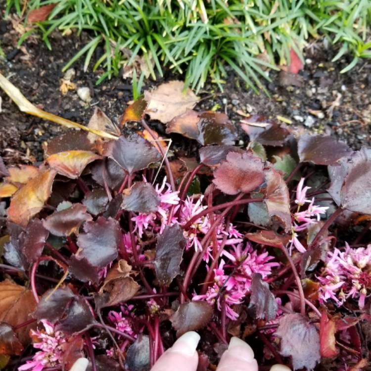 plant image 577364 plant image 577364