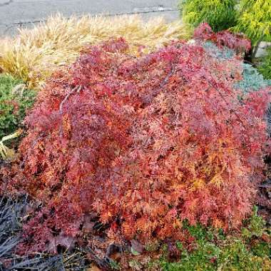 Acer palmatum
