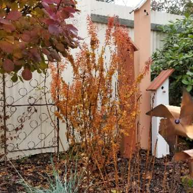 Acer Palmatum 'Shishi Gashira'