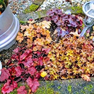 x Heucherella 'Pumpkin Spice'