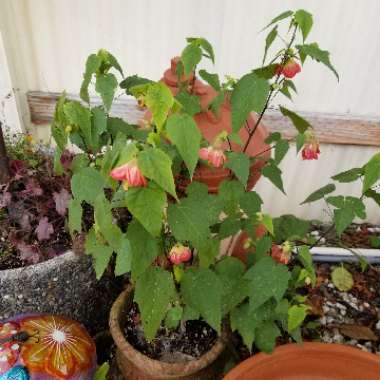 Abutilon 'Nuabyell' (Lucky Lantern Series) syn. Abutilon 'Lucky Lantern Yellow'