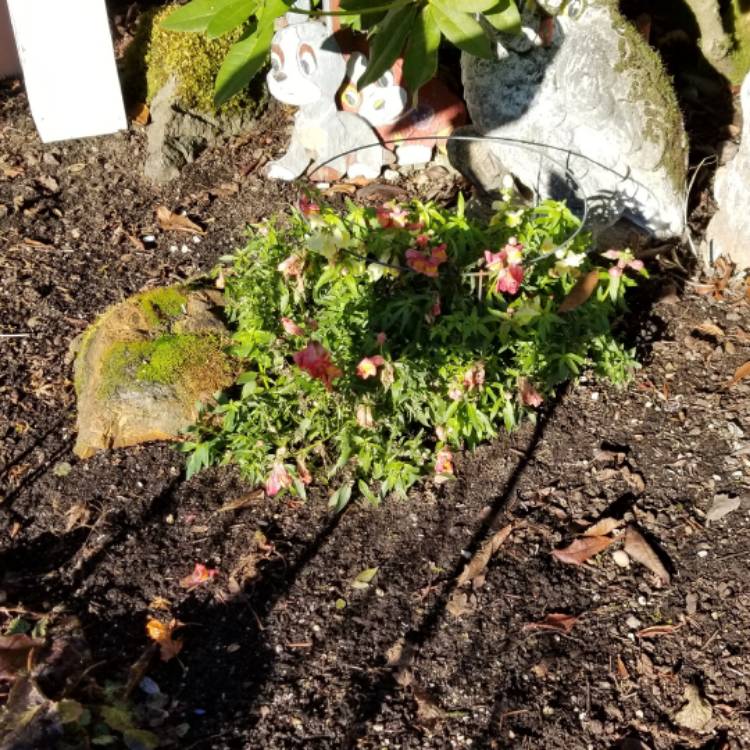 plant image 589724