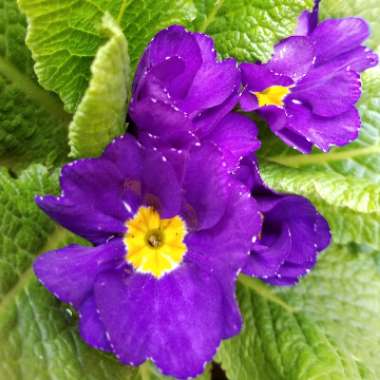 Primula