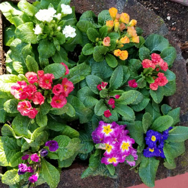 plant image 602070 plant image 602070