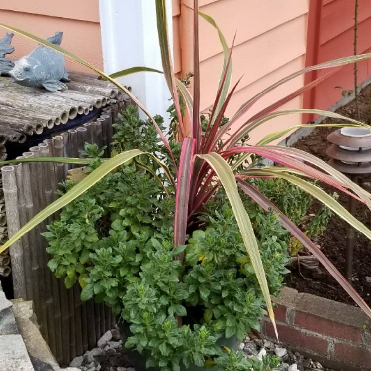 Plant image Cordyline 'Can Can'