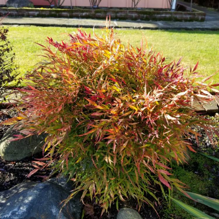 plant image 603179 plant image 603179