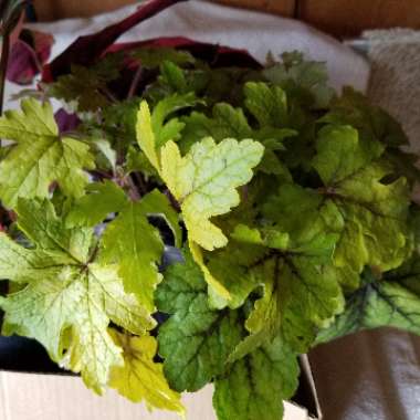 x Heucherella 'Alabama Sunrise'