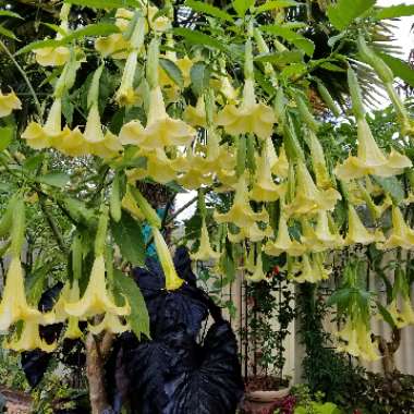 Brugmansia 'Sunray'