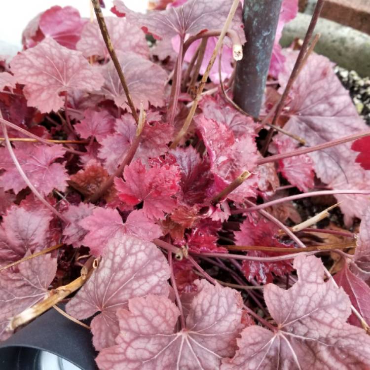 plant image 627393 plant image 627393