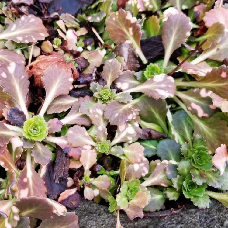 plant image 627414 plant image 627414