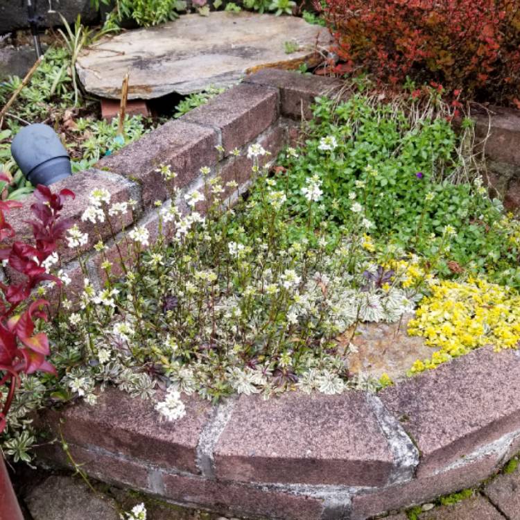 plant image 627942 plant image 627942