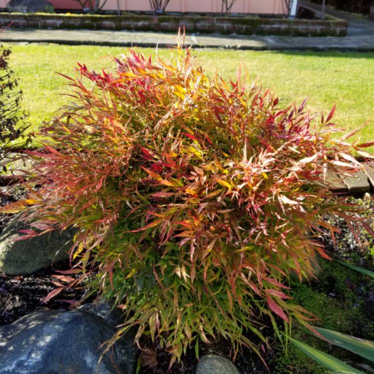 plant image 629056 plant image 629056