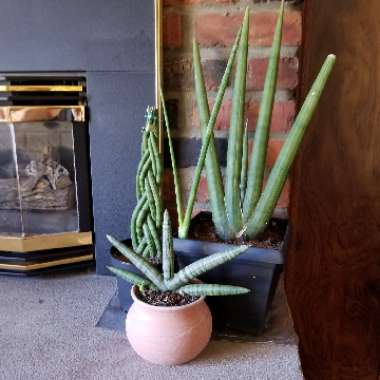 Sansevieria trifasciata 'Bantel's Sensation'