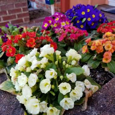Primula