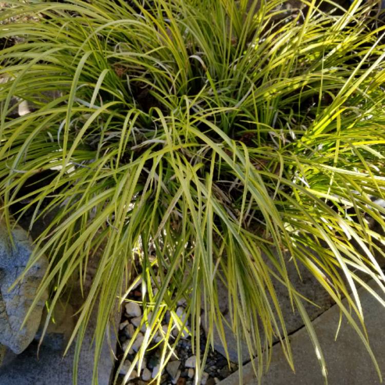 Plant image Carex oshimensis 'Everest'