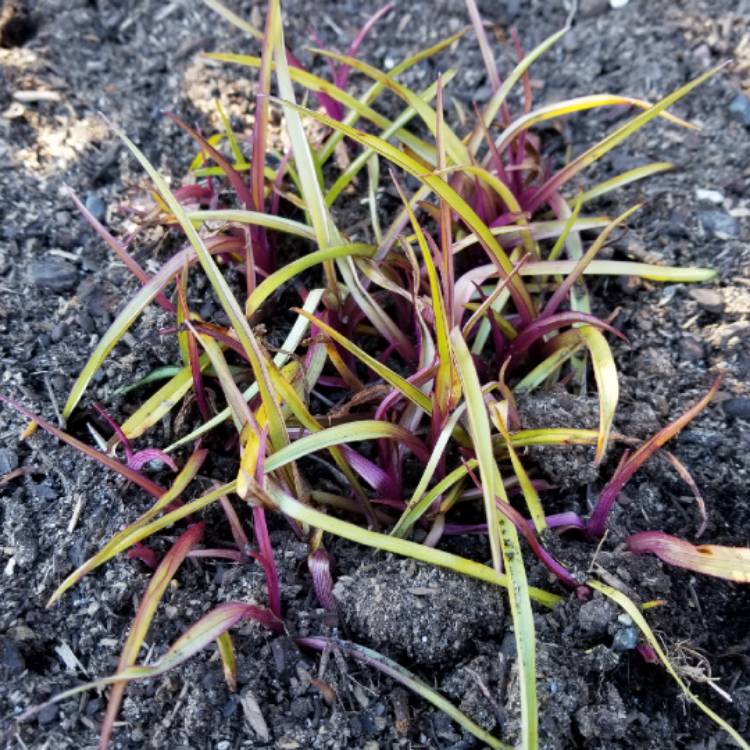 Plant image Tradescantia (Andersoniana Group) 'Sweet Kate'