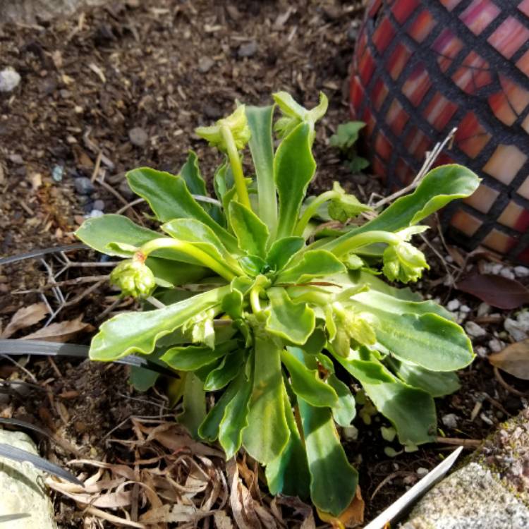 plant image 638204