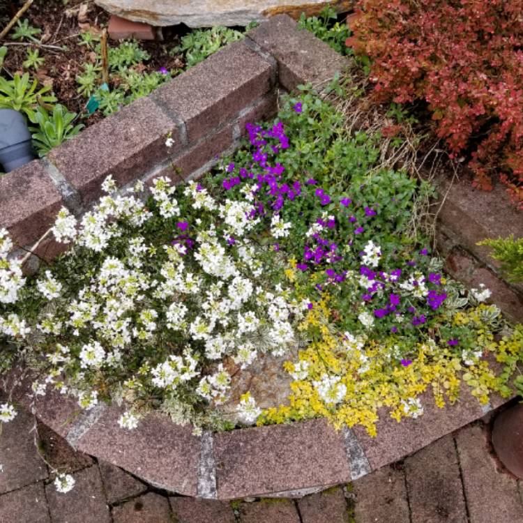 plant image 641722 plant image 641722