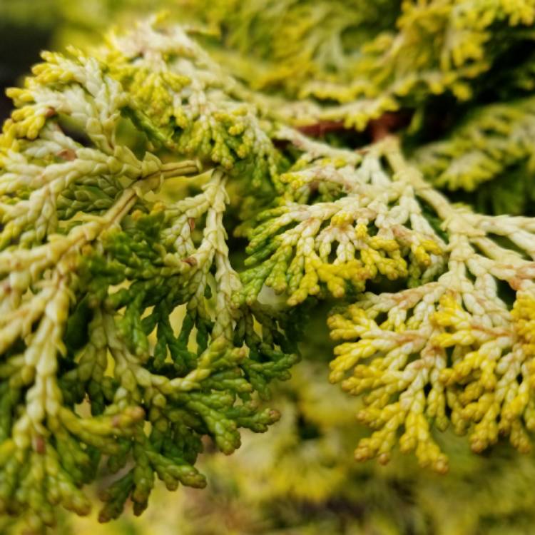plant image 641934