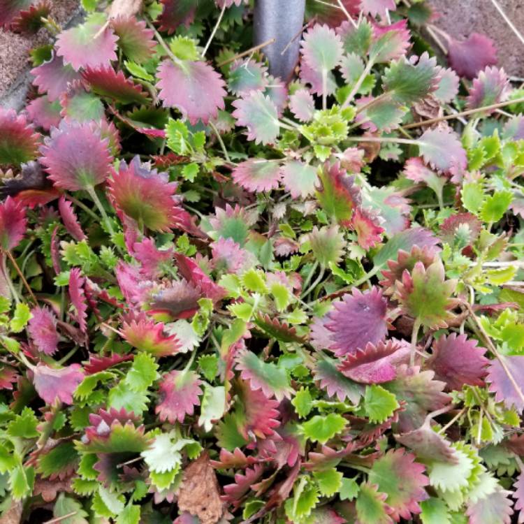 plant image 641961 plant image 641961