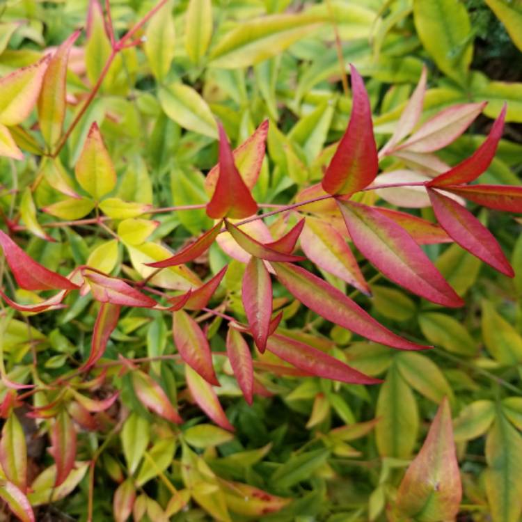 plant image 642501 plant image 642501